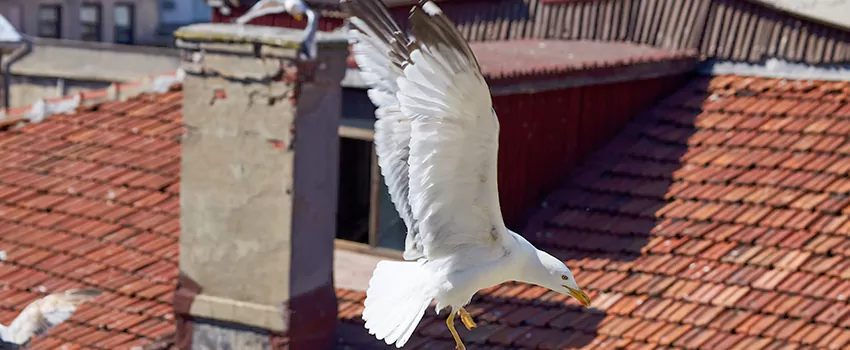 Residential Chimney Animal Removal Solution in Owings Mills, MD