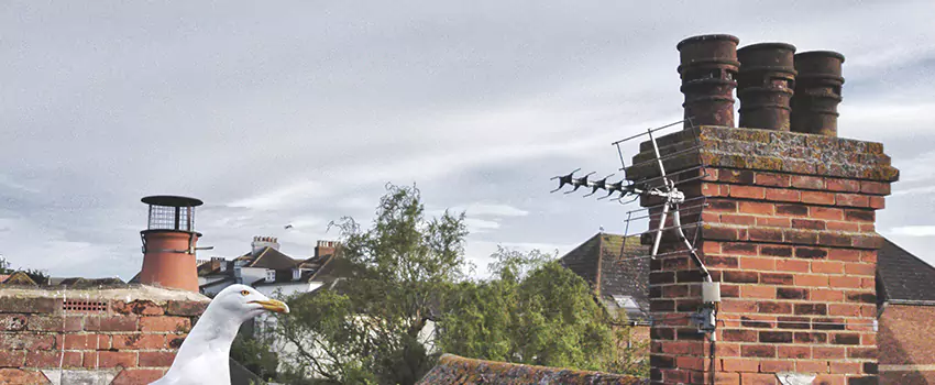 Chimney Cleaning And Restoration in Owings Mills, Maryland